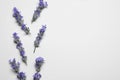 Beautiful aromatic lavender flowers on white background, flat lay. Space for text Royalty Free Stock Photo