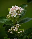 Beautiful Aronia flowers