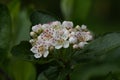 Beautiful Aronia flowers