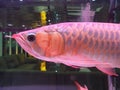 Beautiful arowana fish Royalty Free Stock Photo