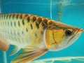 beautiful Arowana fish Royalty Free Stock Photo