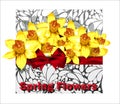 Beautiful arrangement of daffodils in the envelope