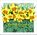 Beautiful arrangement of daffodils in an envelope