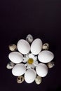Beautiful arrangement of eggs on black