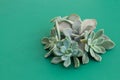 Beautiful arrangement of rare succulent flowers, stone rose, echeveria, pachyveria on green background, soft colors