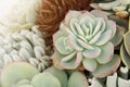 Beautiful Arrangement of Succulents in a Planter Royalty Free Stock Photo