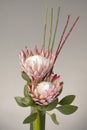 A beautiful arrangement of two king Proteas Royalty Free Stock Photo