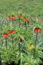 Variety of Red and Yellow Imperial Crown tulips brighten up garden beds in springtime