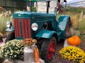 Old Hanomag tractor between outdoor autumn flower arrangement with yellow and white mums - chrysanthemum - pumpkins and pampasrass Royalty Free Stock Photo