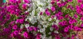 Beautiful array of pink and white petunias decorating window box