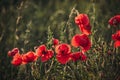 Beautiful array of red poppy flowers blooming in a lush green field