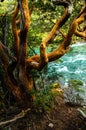 Beautiful Arrayan tree on the coast of a river. Los Alerces National Park, Argentina Royalty Free Stock Photo