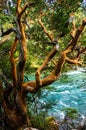 Beautiful Arrayan tree on the coast of a river. Los Alerces National Park, Argentina Royalty Free Stock Photo