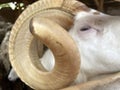 Beautiful arrowroot sheep horns,. Garut sheep are one of the local Indonesian sheep