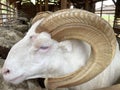 Beautiful arrowroot sheep horns,. Garut sheep are one of the local Indonesian sheep