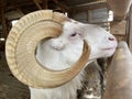 Beautiful arrowroot sheep horns,. Garut sheep are one of the local Indonesian sheep