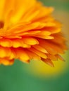 beautiful art Background with Orange flower medicine calendula (Marigold) . Extreme macro shot Royalty Free Stock Photo