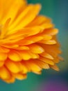 beautiful art Background with Orange flower medicine calendula (Marigold) . Extreme macro shot Royalty Free Stock Photo