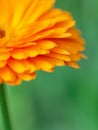 beautiful art Background with Orange flower medicine calendula (Marigold) . Extreme macro shot Royalty Free Stock Photo