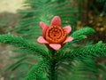 Art made designer flower available on green thorn leaves plant at park background