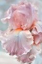 beautiful art with soft lavender -peach fuzz iris flower with water drops against abstract background. close up. paint Royalty Free Stock Photo