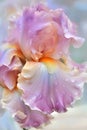 beautiful art with soft lavender pink iris flower with water drops against abstract background. close up. paint watercolor style Royalty Free Stock Photo