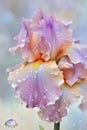 beautiful art with soft lavender pink iris flower with water drops against abstract background. close up. paint watercolor style Royalty Free Stock Photo