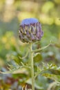 A beautiful artichoke flower