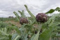 Beautiful artichokes in the fields of Sardinia Royalty Free Stock Photo