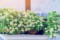 Beautiful artificial flowers in small pots hanging to decorate a railing walk for beauty on the pathway in public gardens.