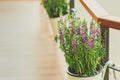 Beautiful artificial flowers in small pots hanging to decorate a railing walk for beauty on the pathway in public gardens.