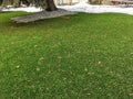 A beautiful artificial lawn in the front yard with a nice big tree. Photo taken in winter, appearance remains bright and natural Royalty Free Stock Photo