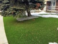 A beautiful artificial lawn in the front yard with a nice big tree.  Photo taken in winter, appearance remains bright and natural Royalty Free Stock Photo