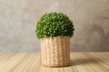 Beautiful artificial plant in wicker flower pot on table Royalty Free Stock Photo