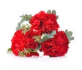 Beautiful Artificial red carnation isolated on white background