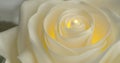 Beautiful artificial white rose in room, close-up moving shot