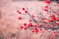 Beautiful artistic autumn garden background in pink tones with bush branches and bright juicy red ripe berries of useful medicinal