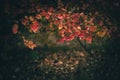 Beautiful Artistic Autumn landscape with bush Chokeberry