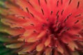 Beautiful artistic dandelion in color of living coral