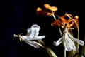 Beautiful artistic dry white and yellow tulips flowers with yellow stamens on black background. Elegant dry tulips Royalty Free Stock Photo