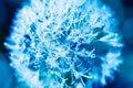 Beautiful artistic fantastic nature. Drops of water on a dandelion flower. Amazing bright blue toned image