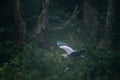 Grey Heron flight in forest Royalty Free Stock Photo