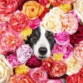 beautiful artistic photo of a dog in a studio portrait of a border collie