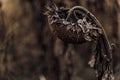 Beautiful artistic photo of dry sunflower disappointed sad looking down.