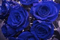 Romantic saphire blue roses with drops of water in vintage coloring