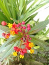 The Beautiful Asclepias curassavica Royalty Free Stock Photo