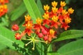 Tropical asclepias flowers in the garden