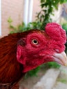 Beautiful aseel cock