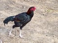 Beautiful Aseel Cock in Punjab