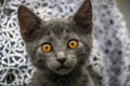 beautiful ash-colored kitten looks attentively at the camera